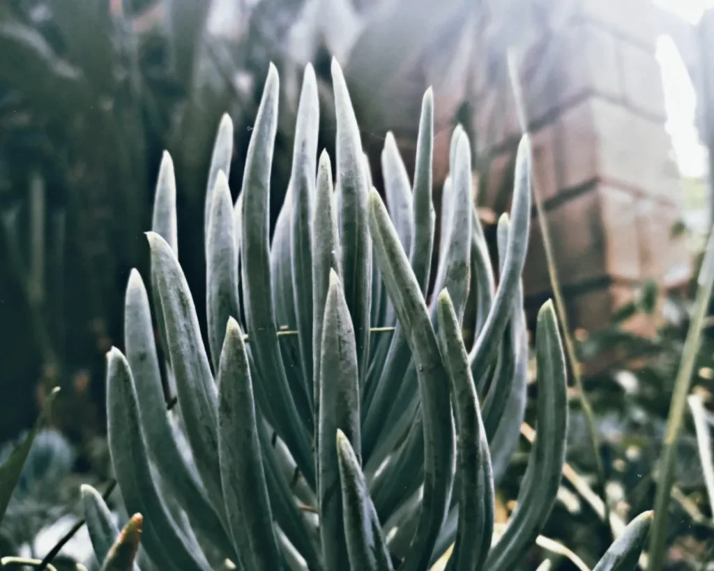 Blue Chalksticks showing the main field marks described in the Species Showcase.