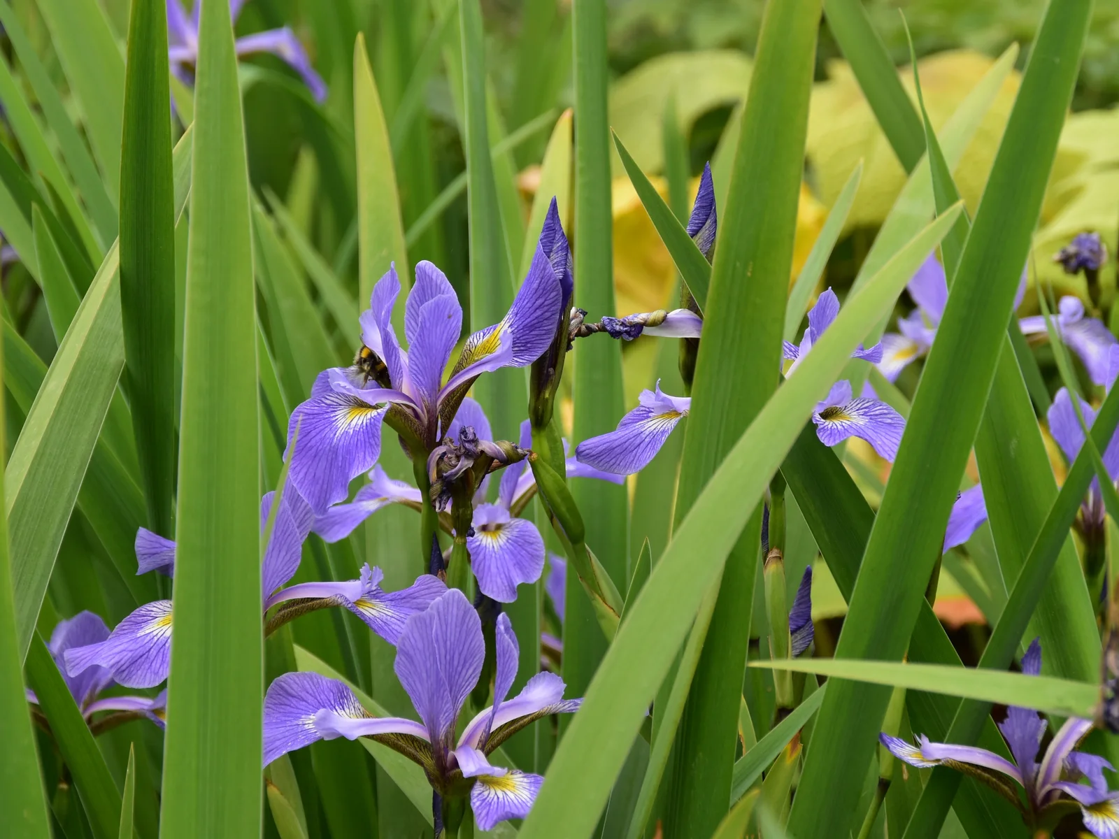 Blue Flag showing field marks for Iris versicolor.
