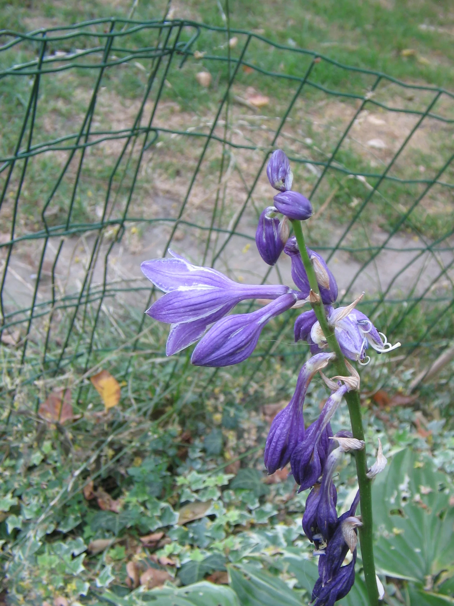 Blue Plantain Lily field view showing broad ribbed leaves.