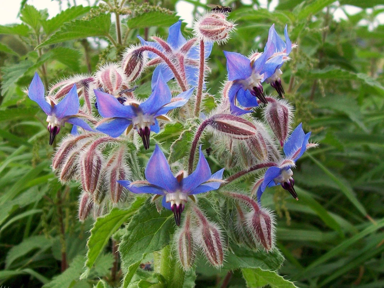Borage showing field marks described in the Species Showcase.