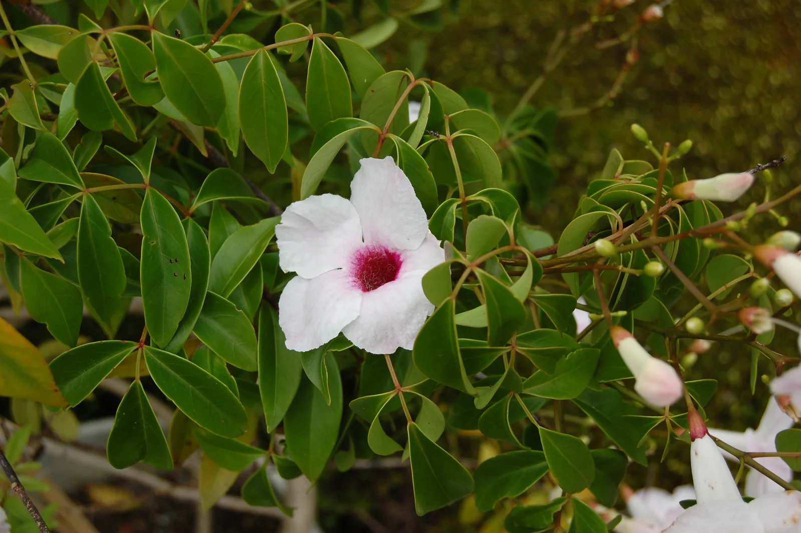 Bower Vine showing the main field marks described in the Species Showcase.