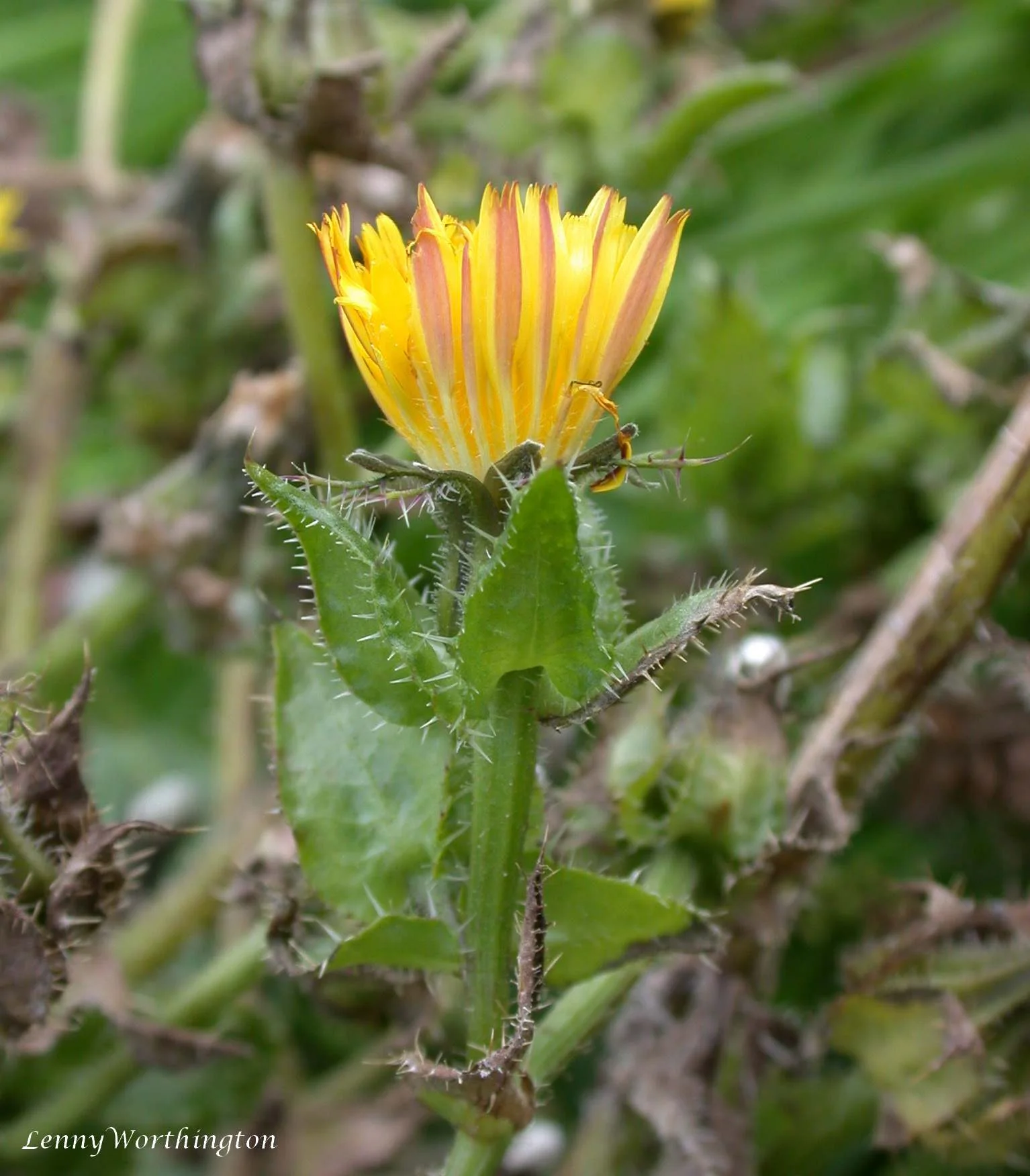 Bristly Oxtongue showing field marks for identification.
