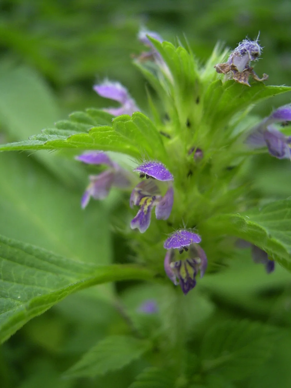 Brittlestem Hempnettle showing square hairy stems.