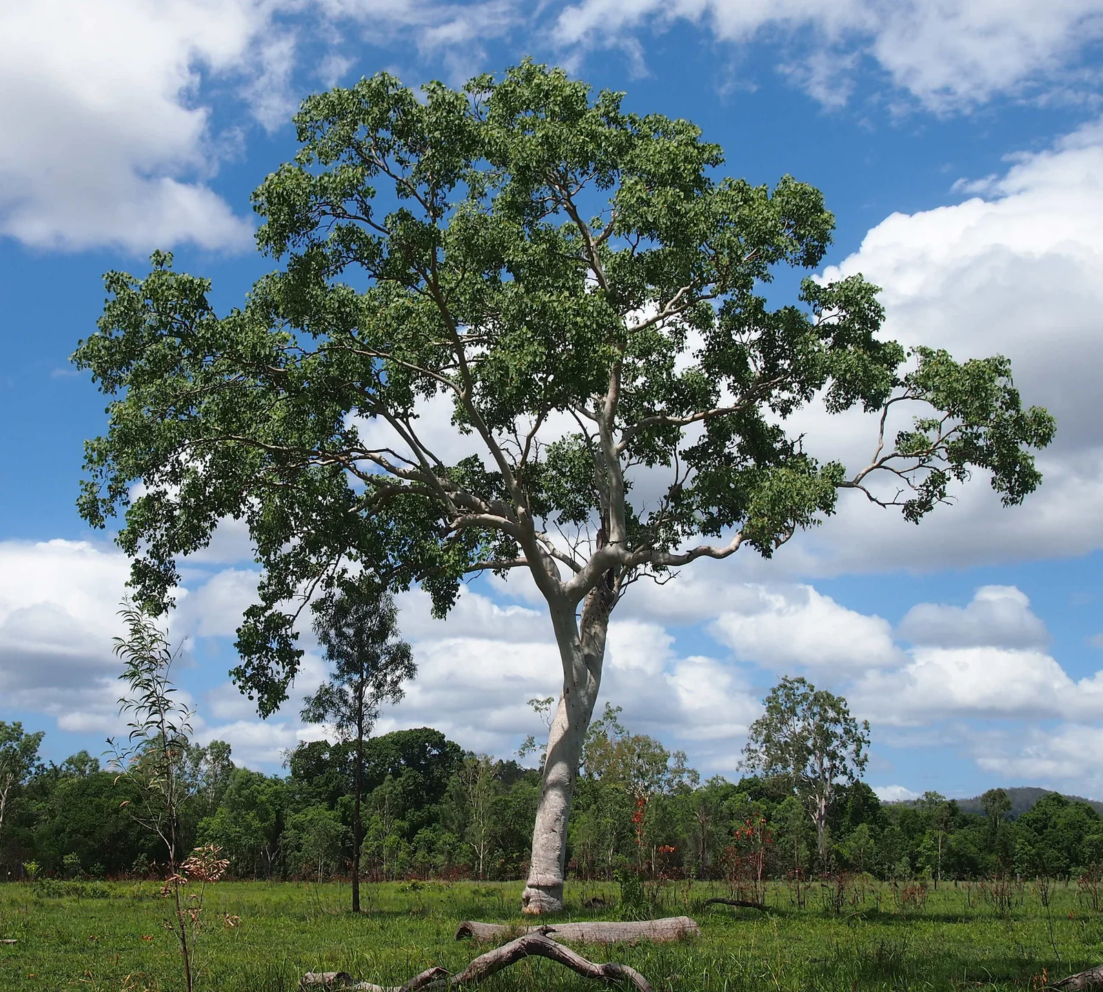 Broad-leaved poplar gum tree with a pale trunk standing in open woodland.
