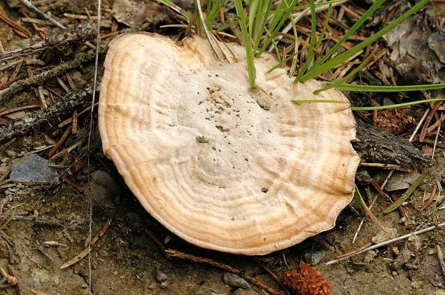 Brown Funnel Polypore showing thin funnel-shaped cap for field identification.