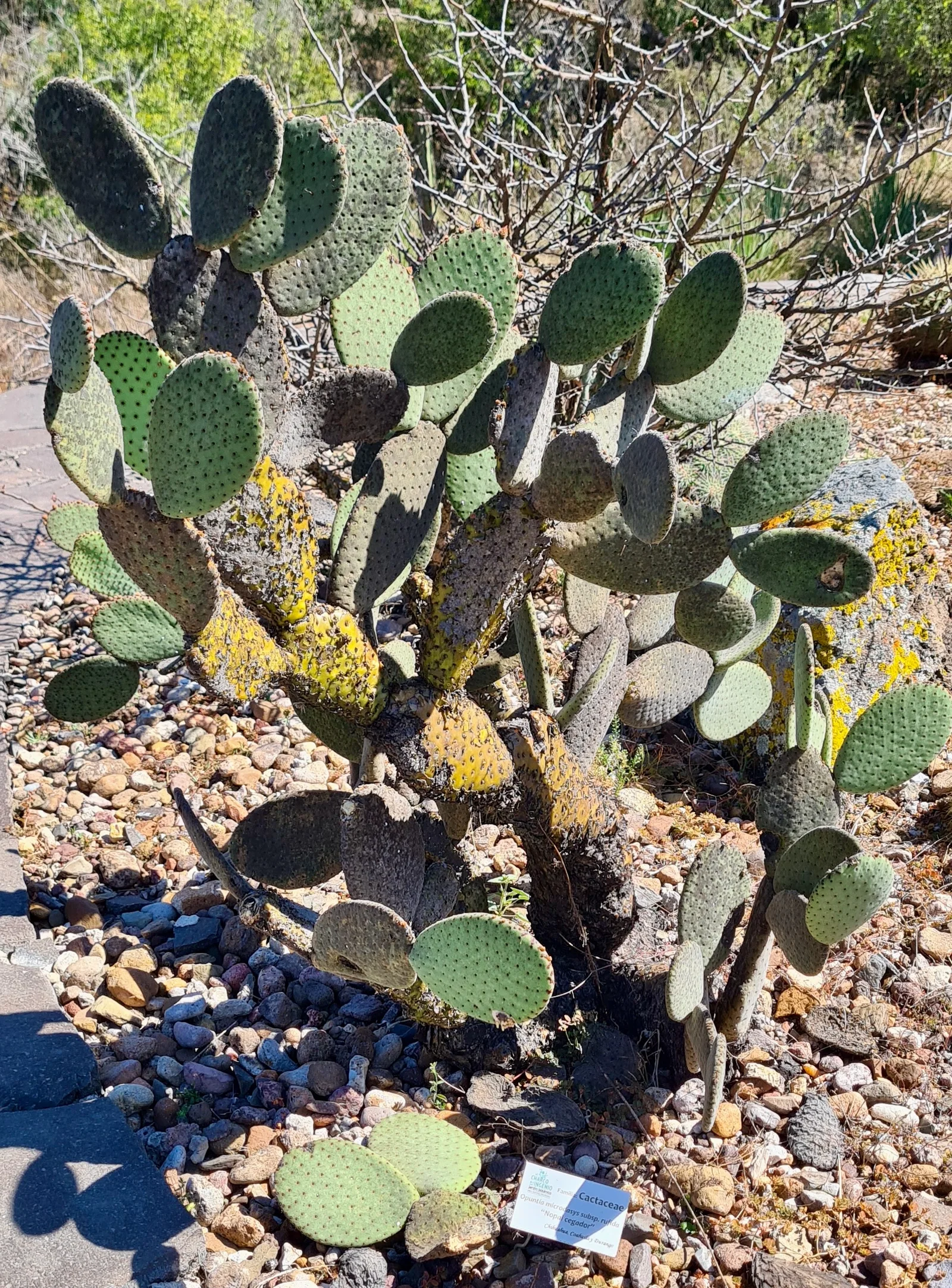 Bunny Ears Cactus showing field marks described in the Species Showcase.