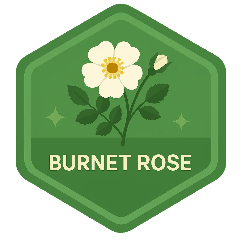 Burnet Rose badge art from the app.