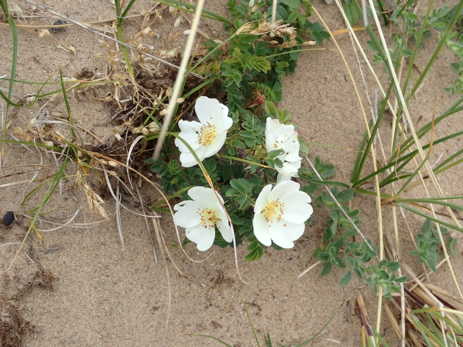Burnet Rose showing field marks for identification.