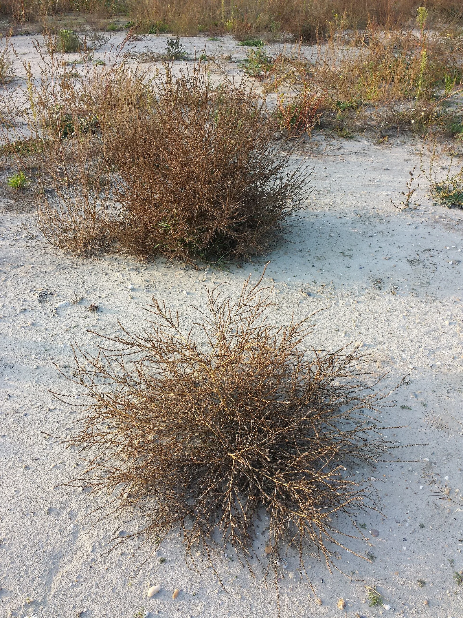 Burningbush showing upright oval annual shape.