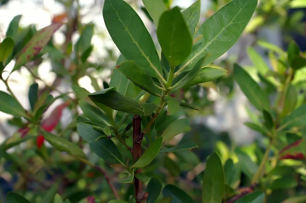 Button Mangrove showing field marks for Conocarpus erectus.