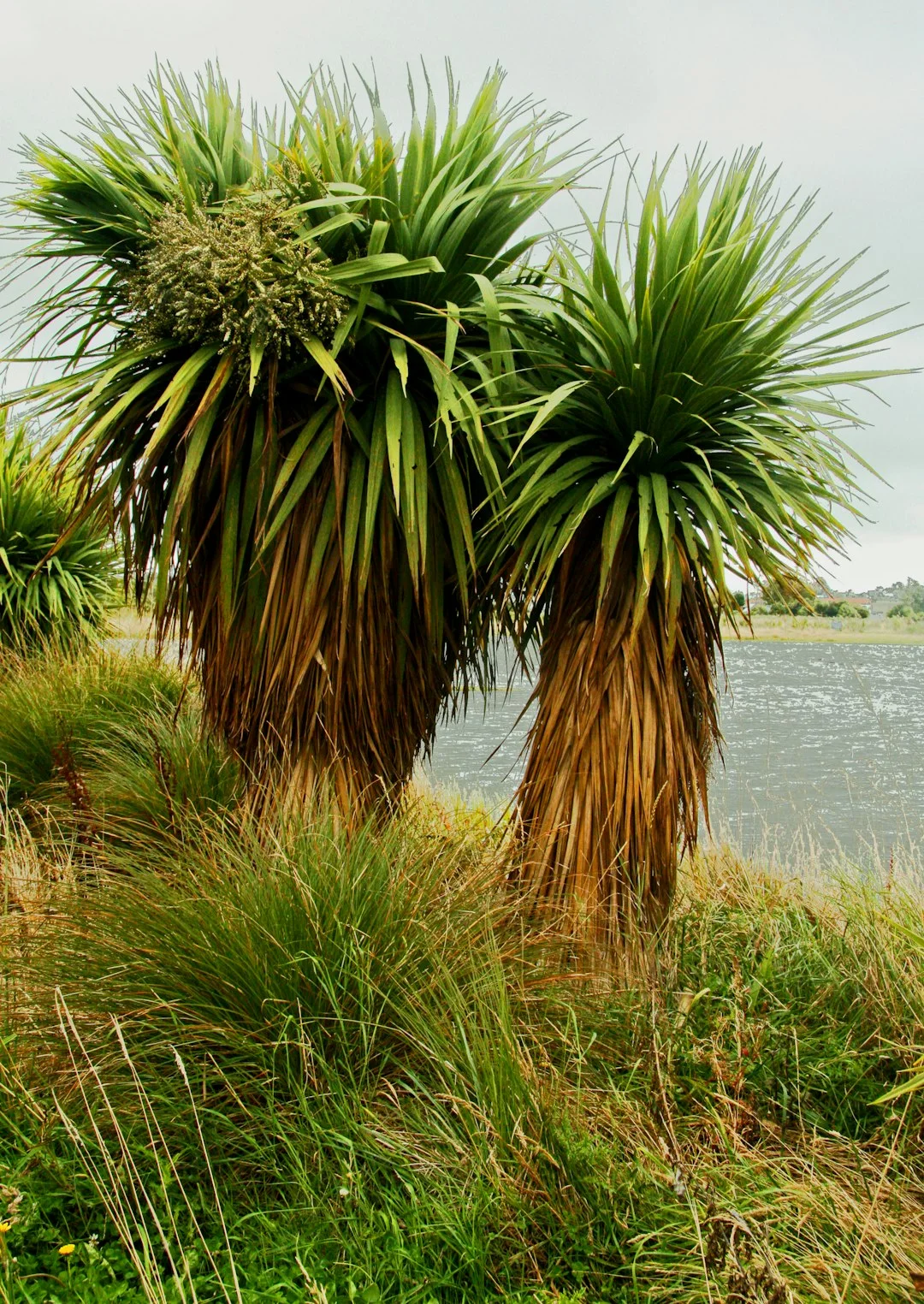 Mature cabbage tree growing beside water with a crown of long leaves.