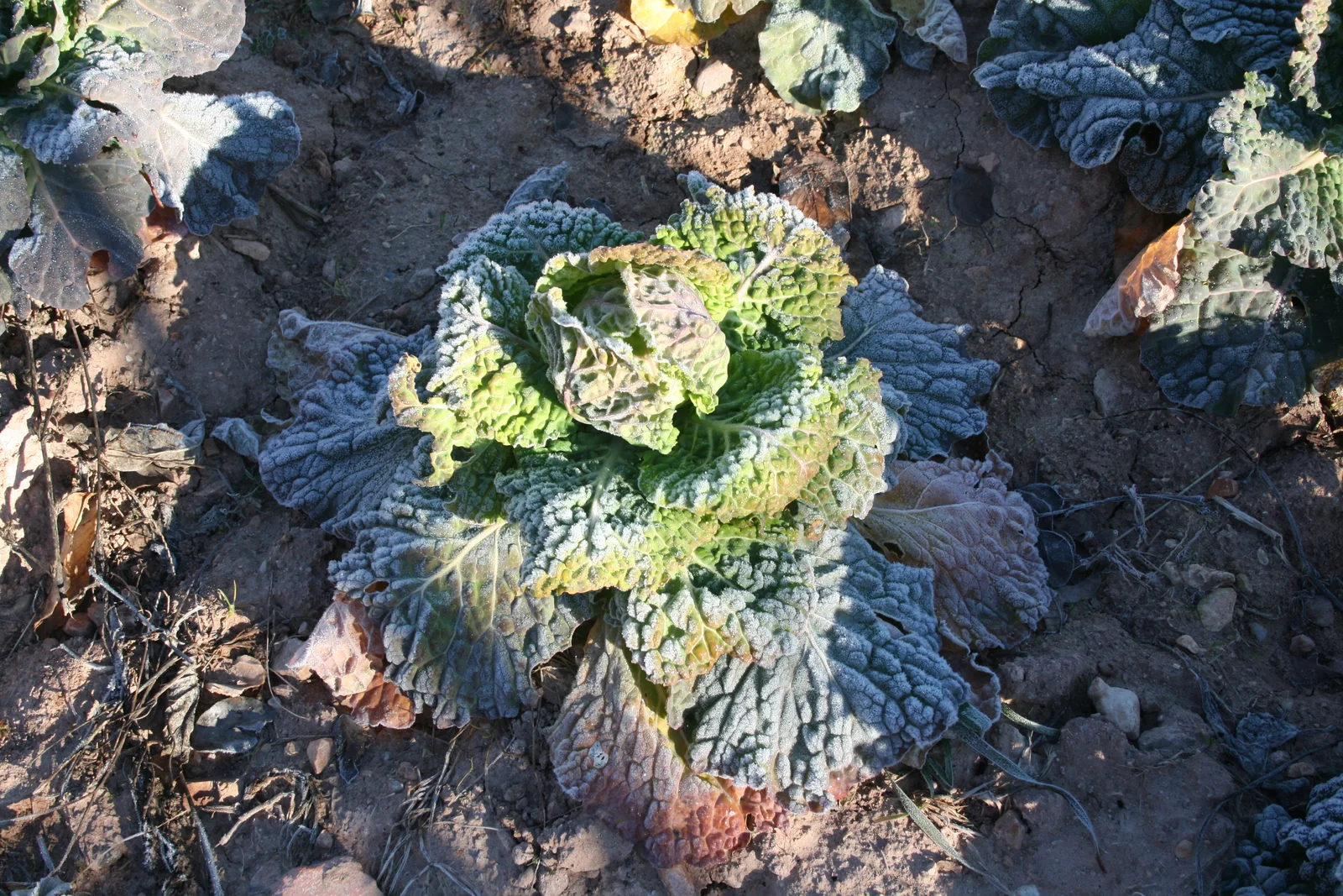 Cabbage showing dense leaf head.