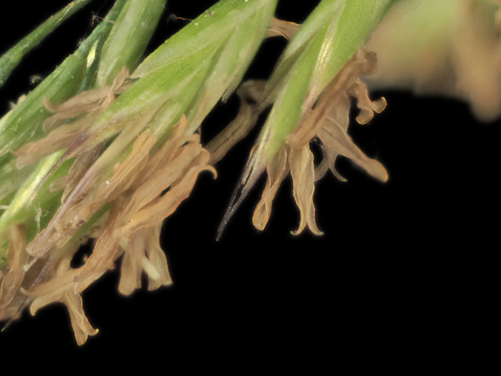 Verified image of California Fescue showing fine arching leaves.