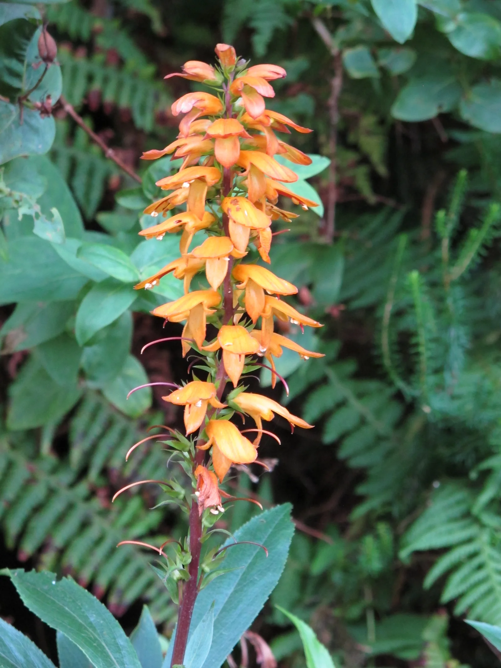 Verified image of Canary Island Foxglove showing orange-red tubular flowers.
