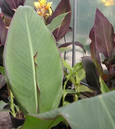 Canna hybrid with broad leaves and bright ornamental flowers.