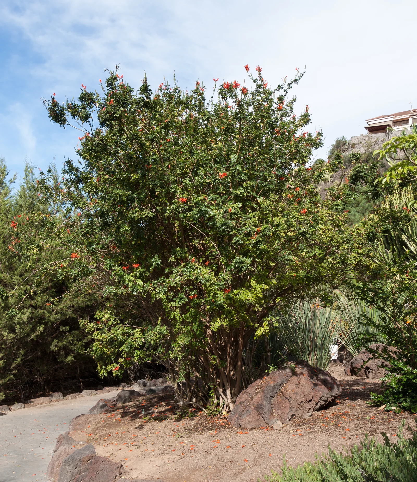 Cape Honeysuckle showing visible field marks for Tecoma capensis.
