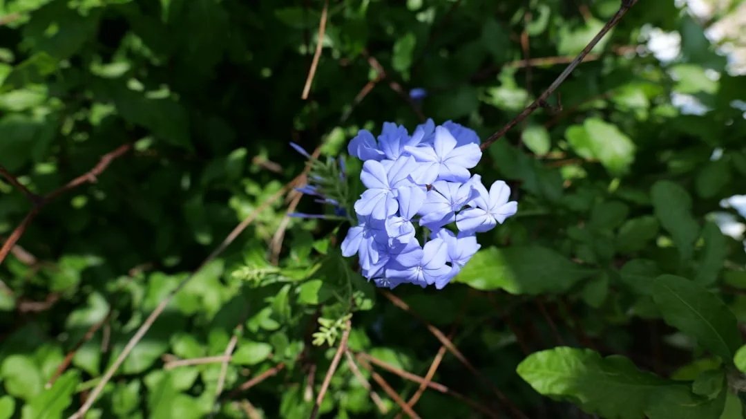 Cape leadwort blue flowers with green leaves in the background.