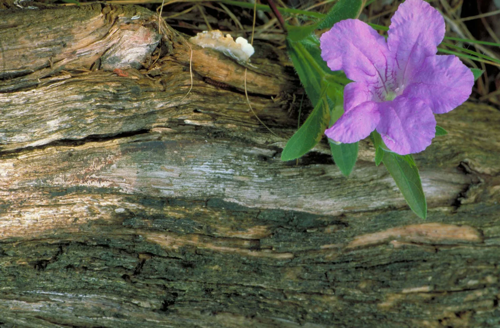 Verified image of Carolina Wild Petunia showing soft purple funnel-shaped flowers.