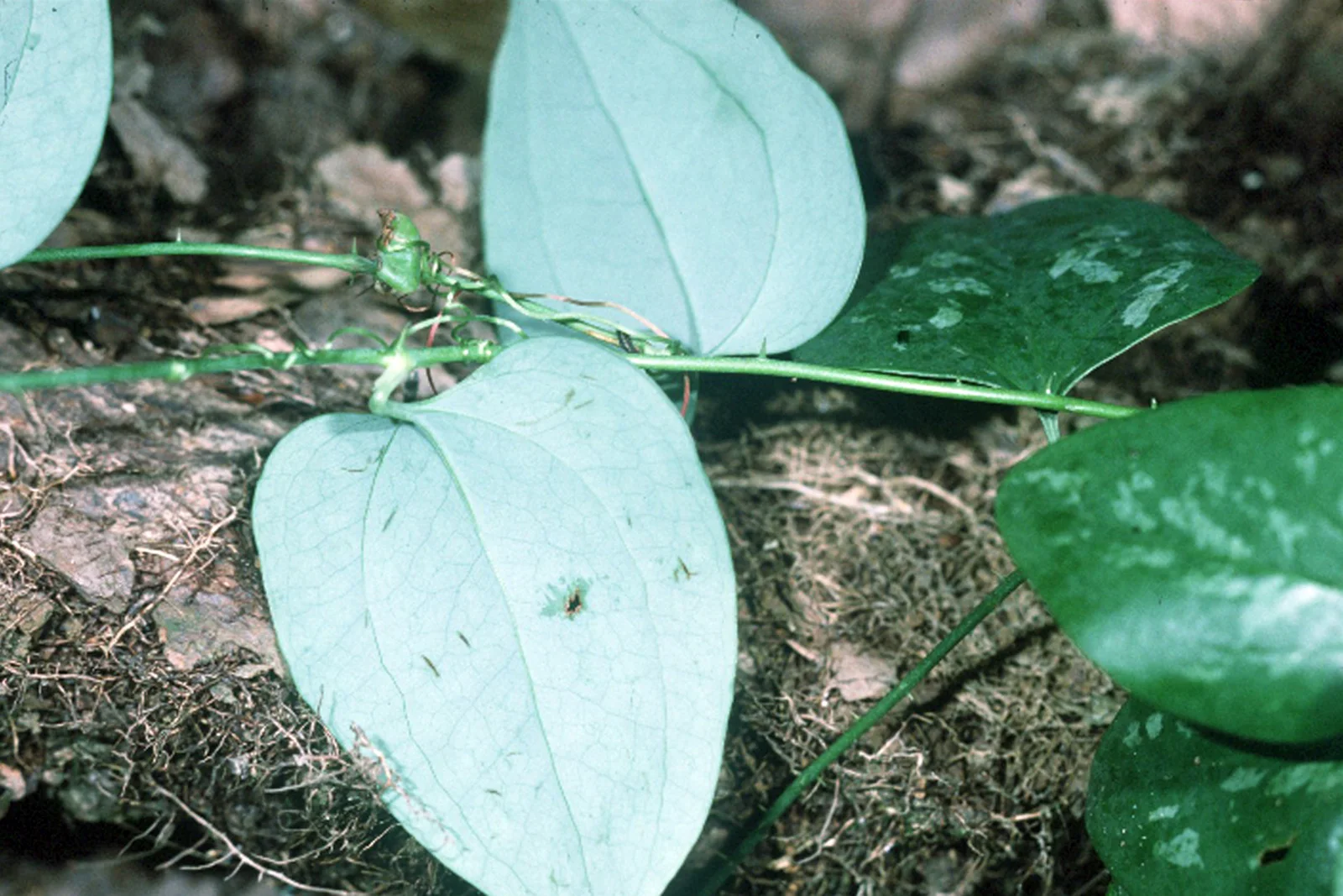 Cat Greenbrier showing curled tendrils for field identification.