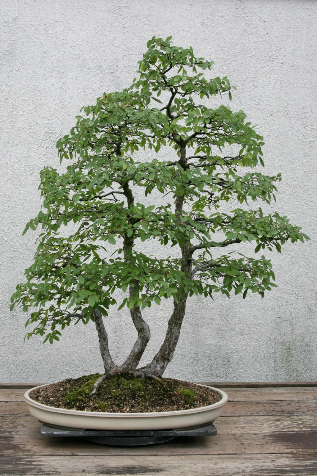 Cedar Elm showing field marks described in the Species Showcase.