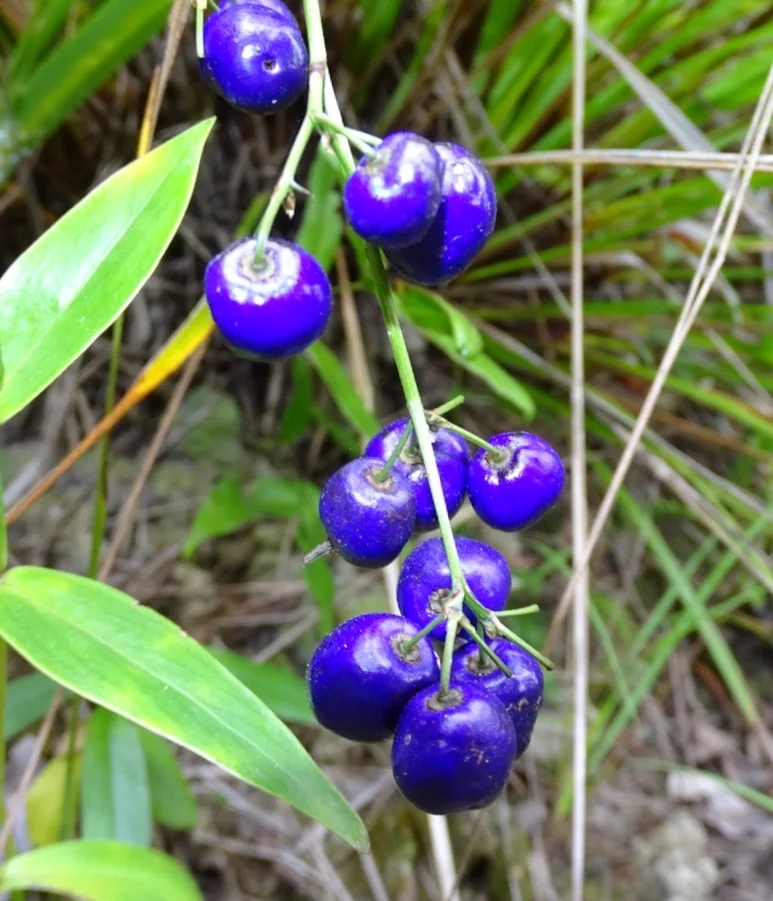 Cerulean Flax-Lily showing field marks for Dianella ensifolia.