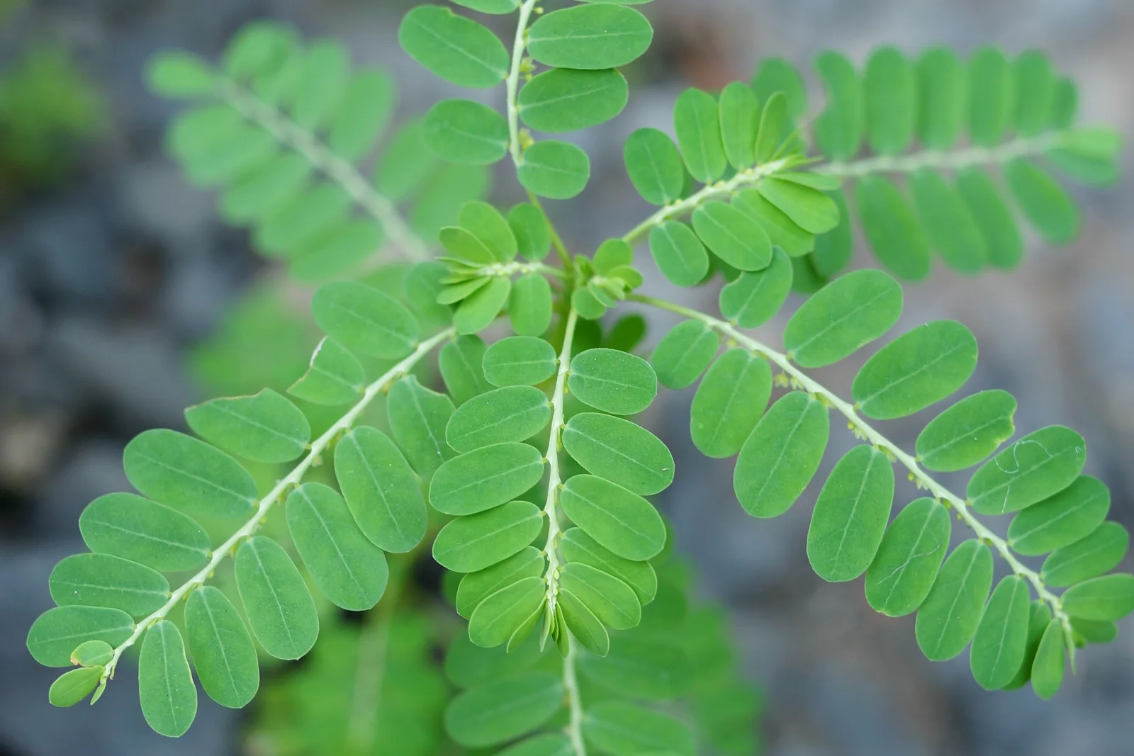 Verified image of Chamberbitter showing round seed capsules under the branchlets.