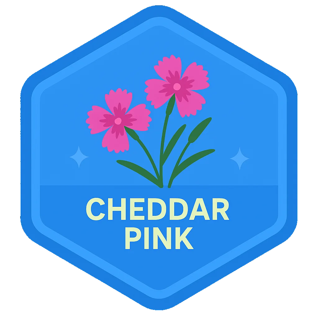 Cheddar Pink badge.