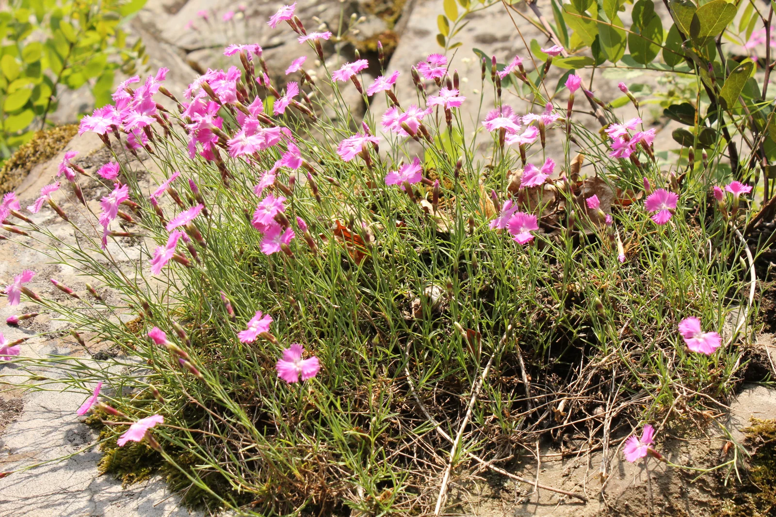 Cheddar pink flowers with fringed rose petals above narrow blue-green leaves.