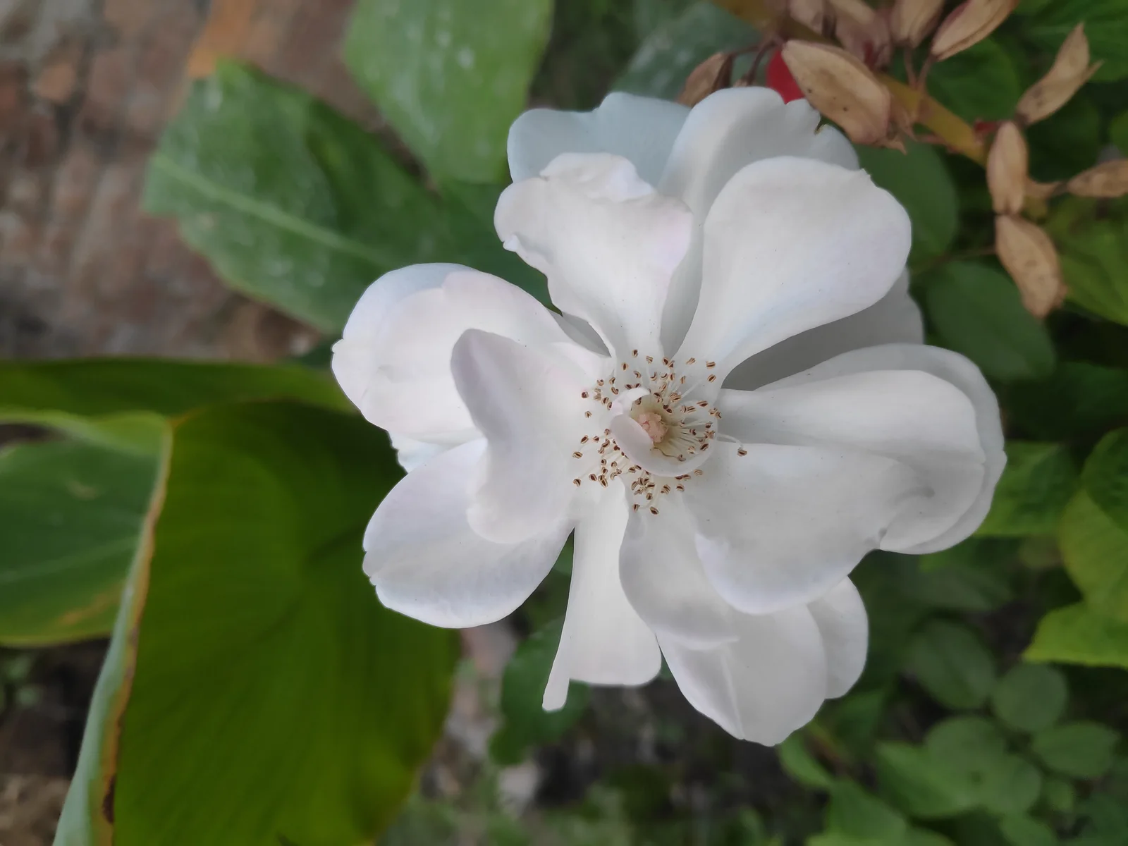 White Cherokee rose flower with glossy green leaflets nearby.