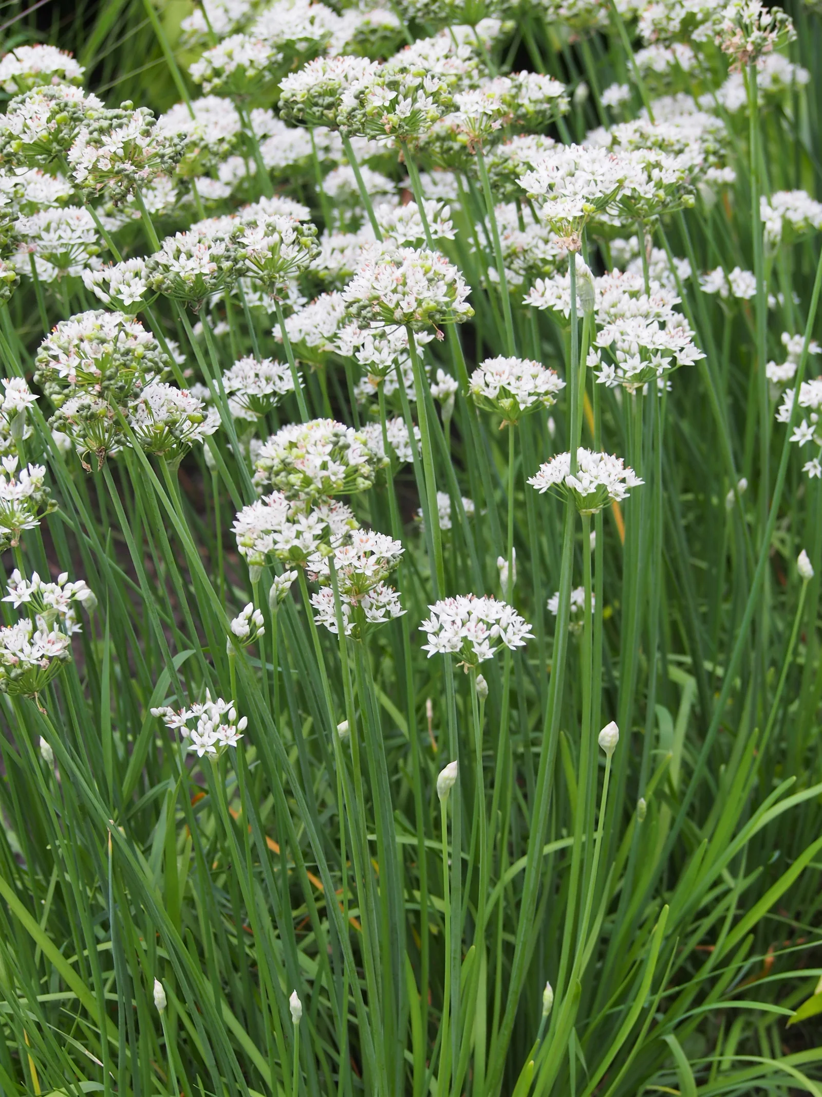 Chinese Chives field view showing flat strap-like leaves.