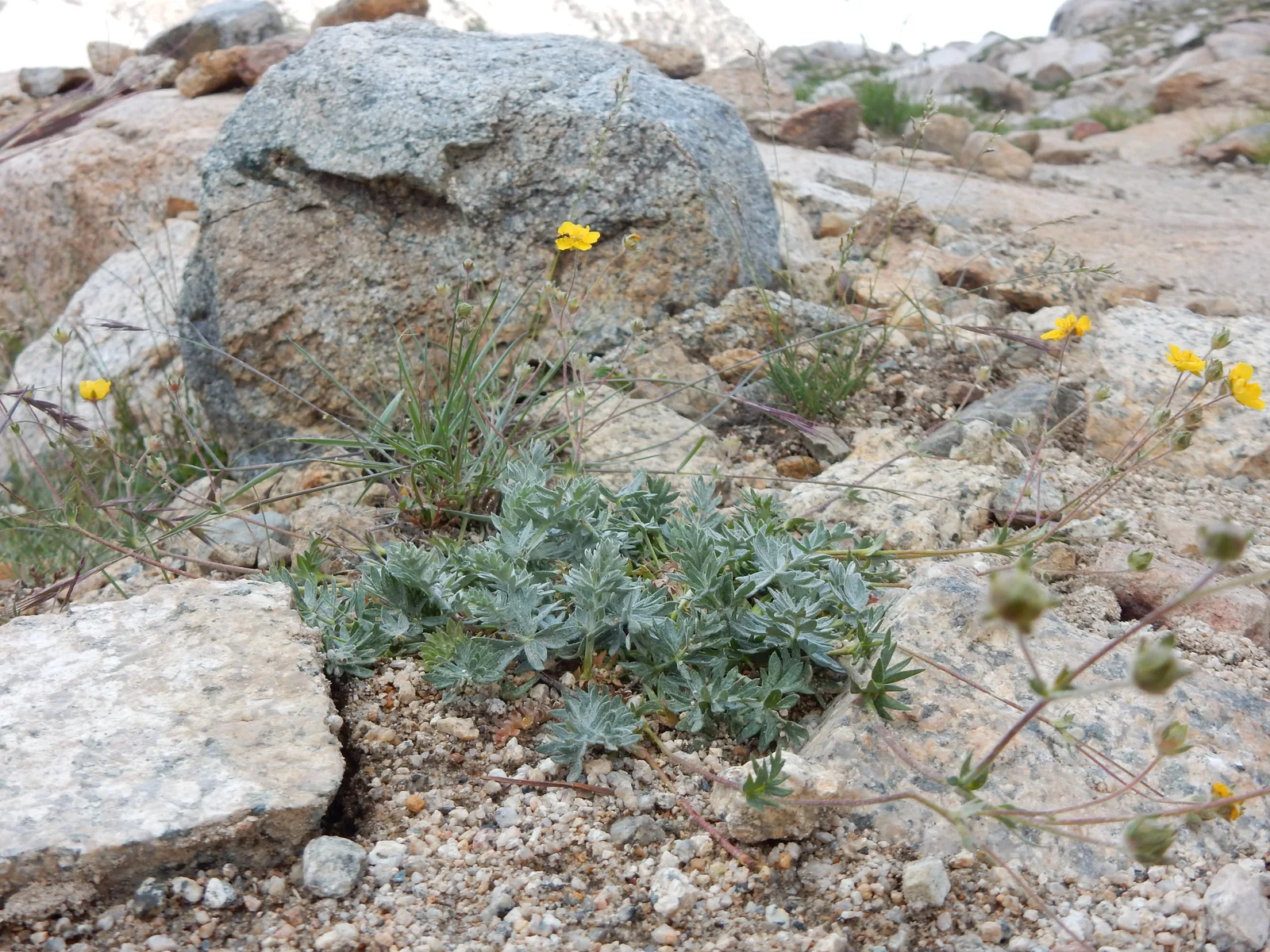 Cinquefoil field image showing key visible features.