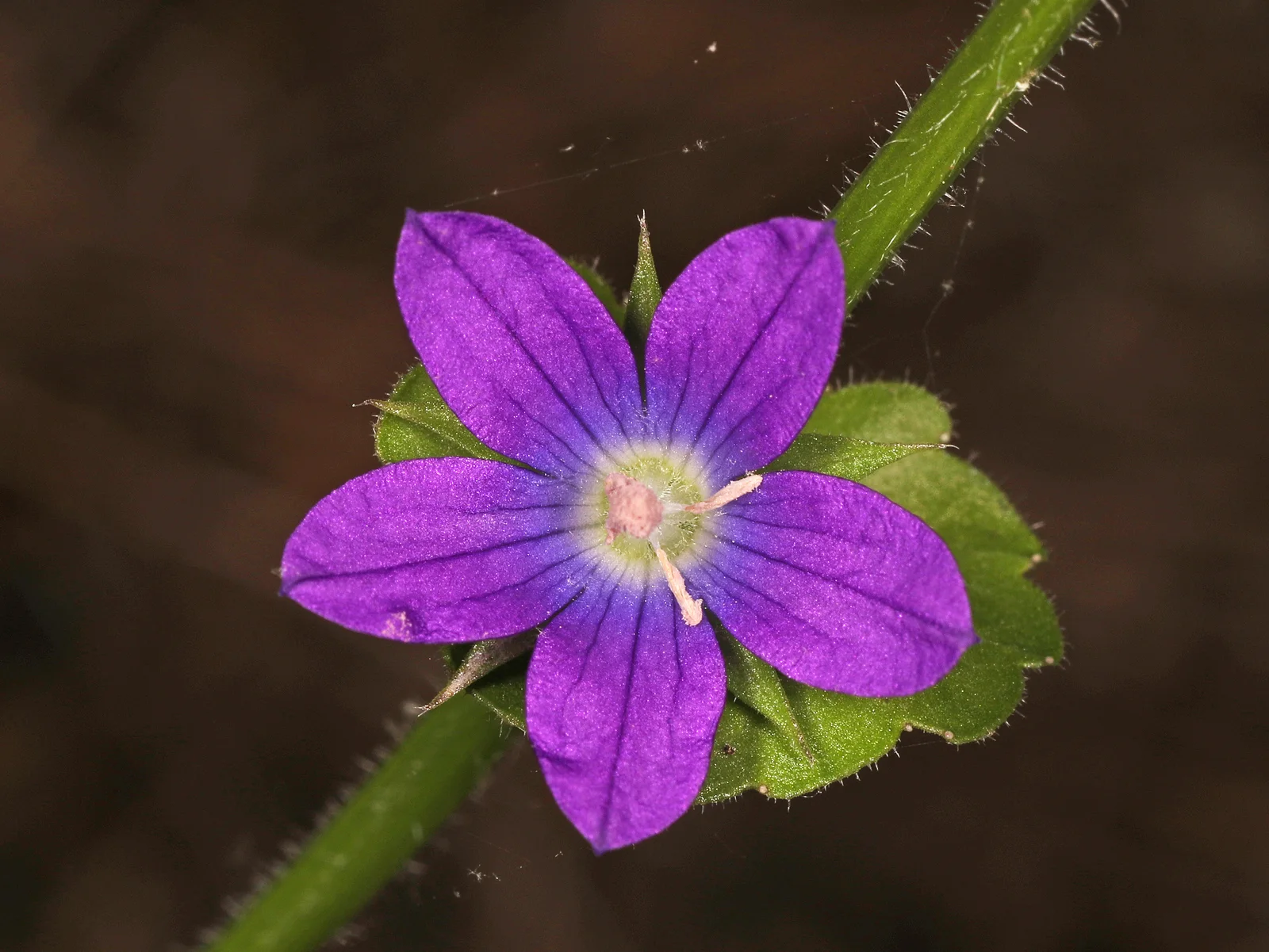 Claspingleaf Venus'-Looking-Glass showing roundish leaves clasping the stem.