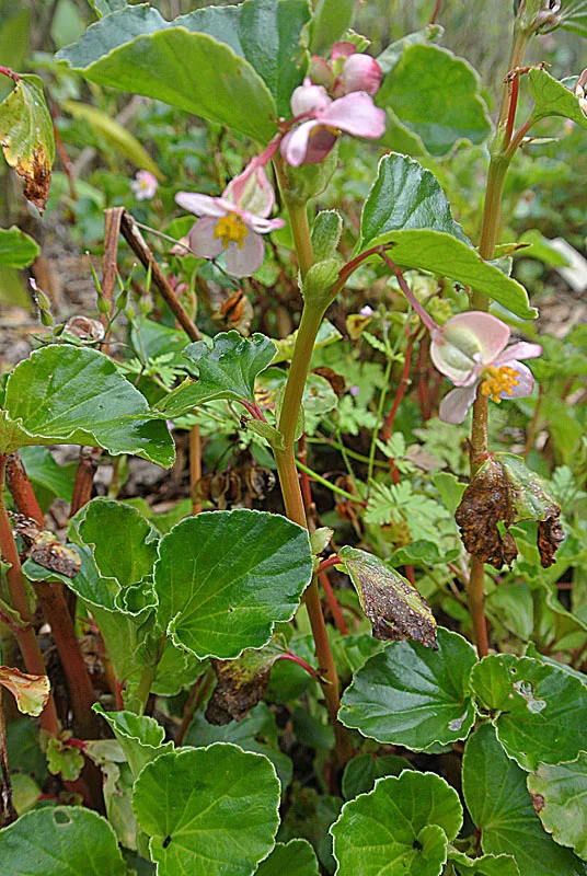 Clubed Begonia showing field marks for Begonia cucullata.
