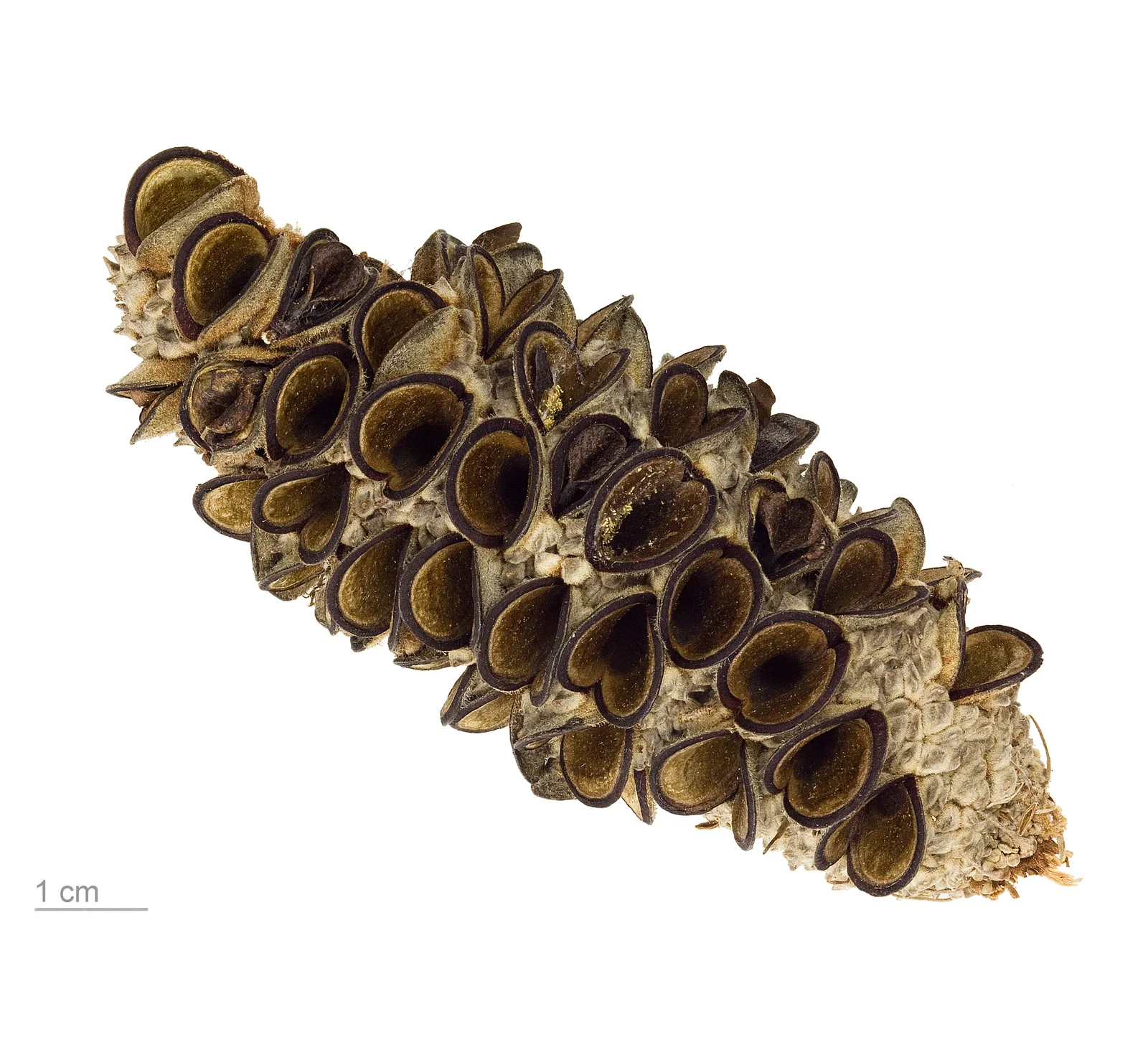 Coast Banksia showing field marks for Banksia integrifolia.