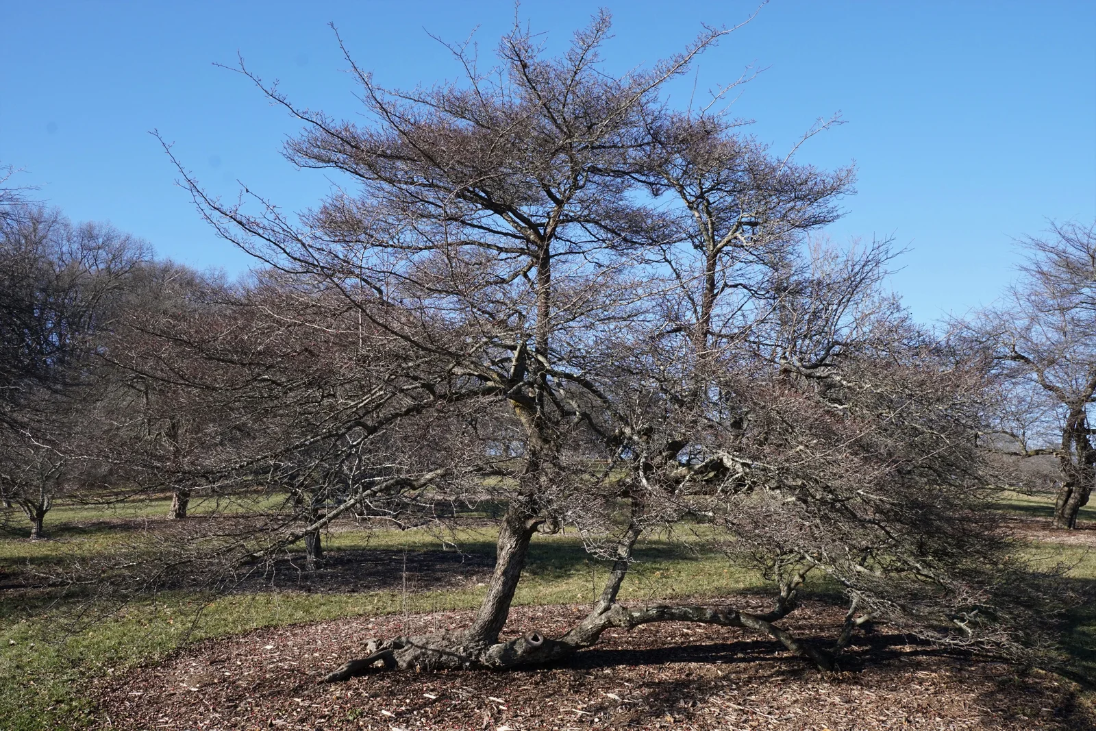 Cockspur Hawthorn showing field marks described in the Species Showcase.