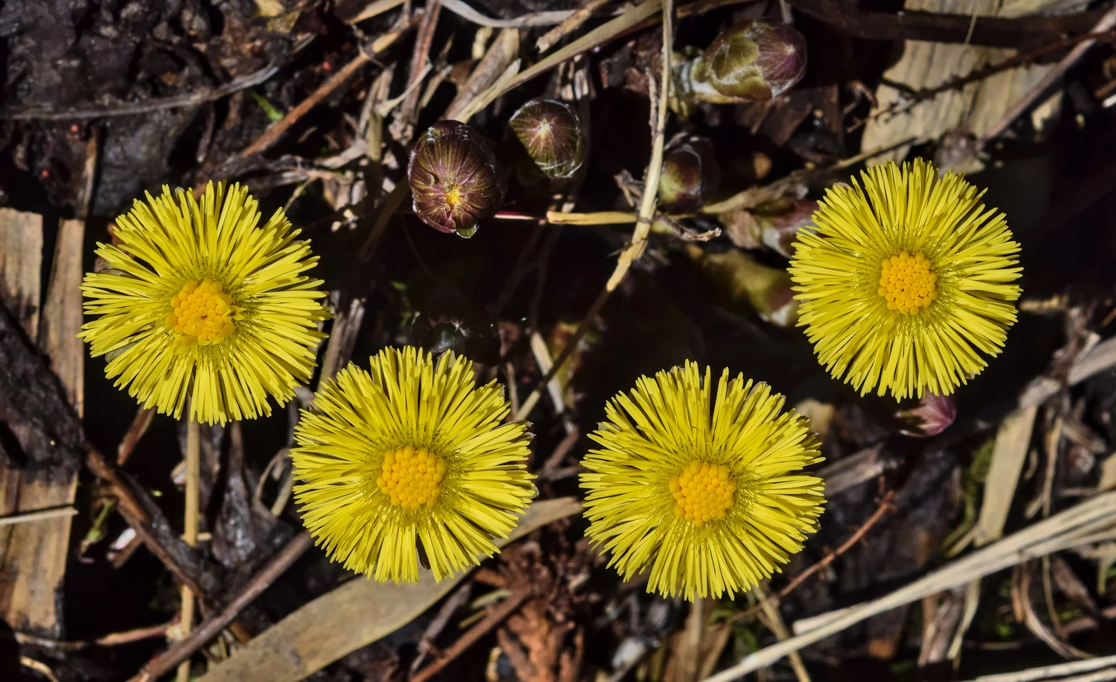 Coltsfoot yellow flower head on a scaly spring stalk.