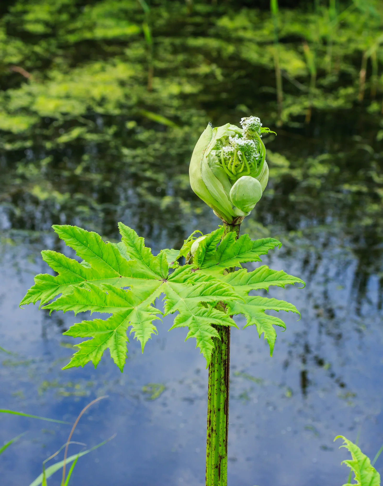 Common Hogweed showing field marks for identification.