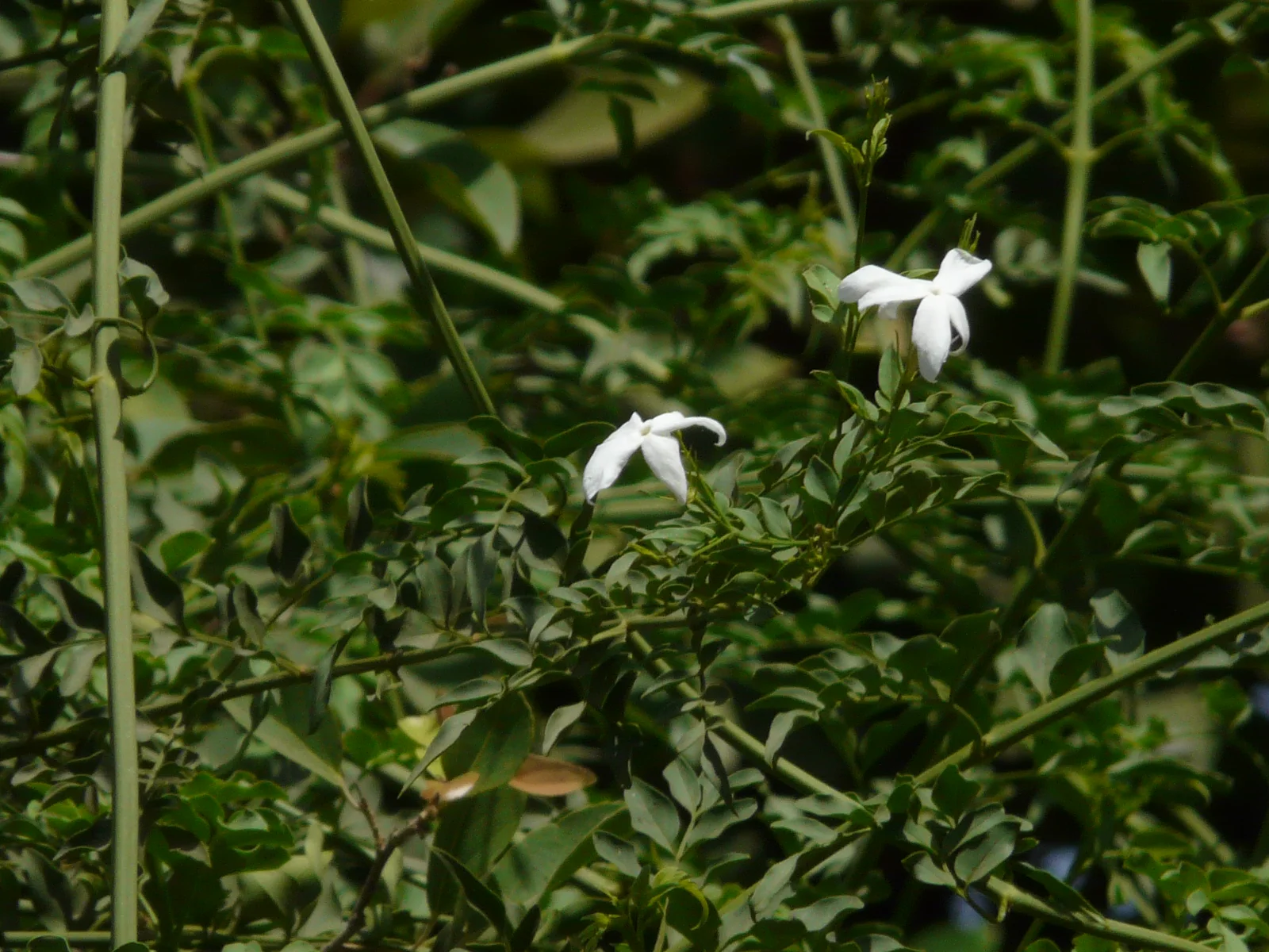 Common Jasmine showing opposite pinnate leaves.