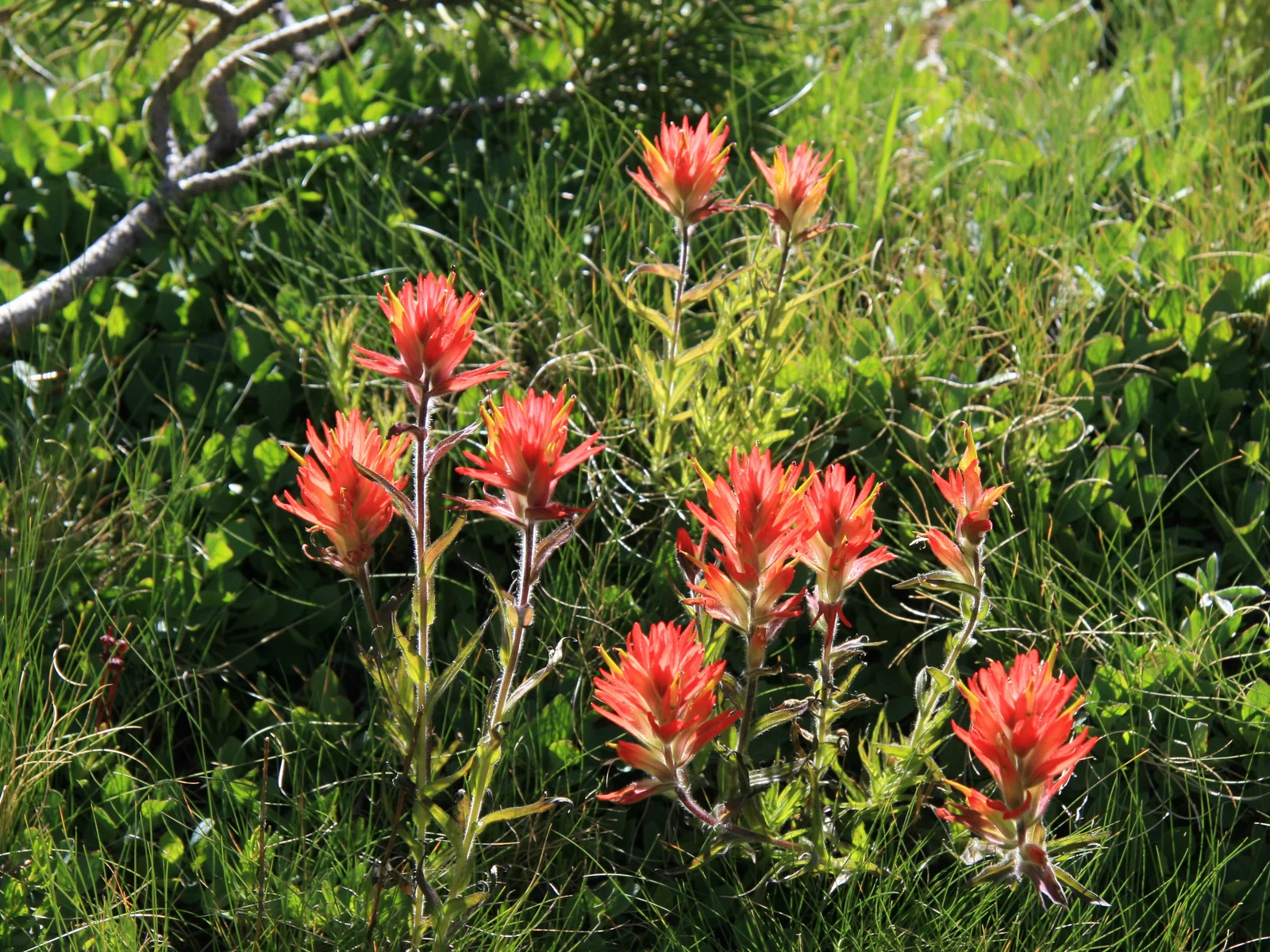 Common Red Paintbrush showing field marks described in the Species Showcase.