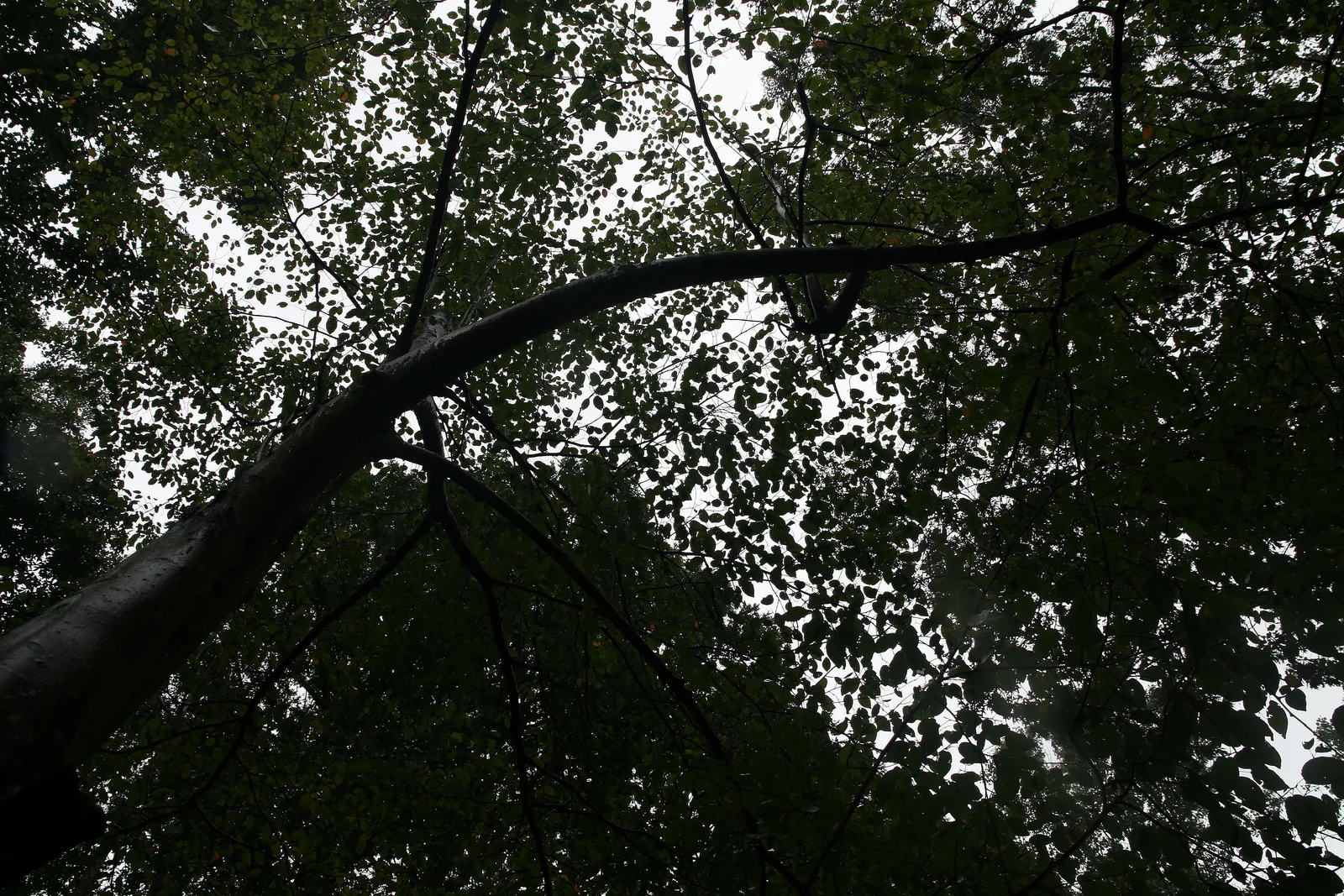 Common Serviceberry showing field marks for Amelanchier arborea.