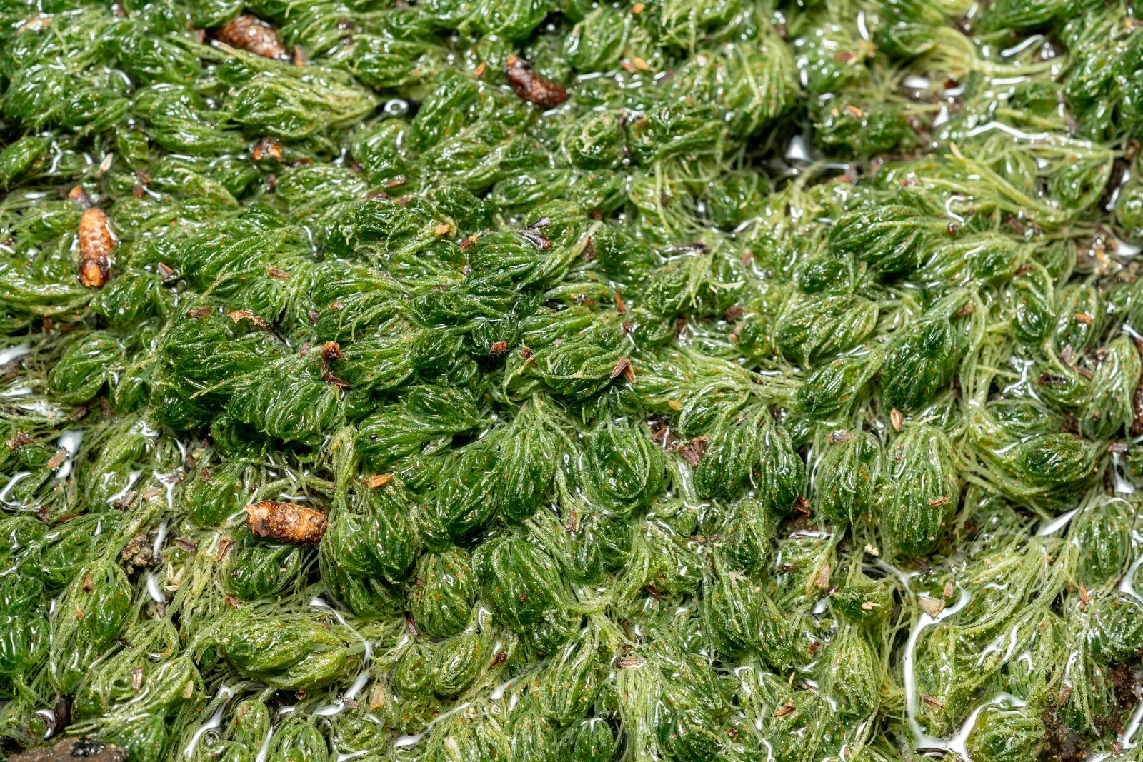 Common Stonewort showing field marks for Chara vulgaris.