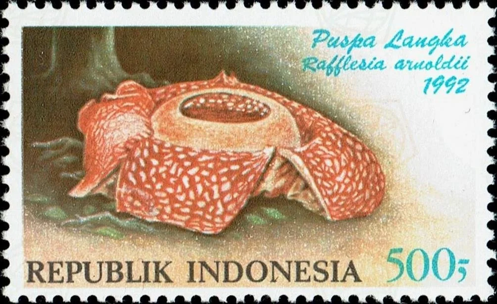 Corpse Flower showing field marks for identification.