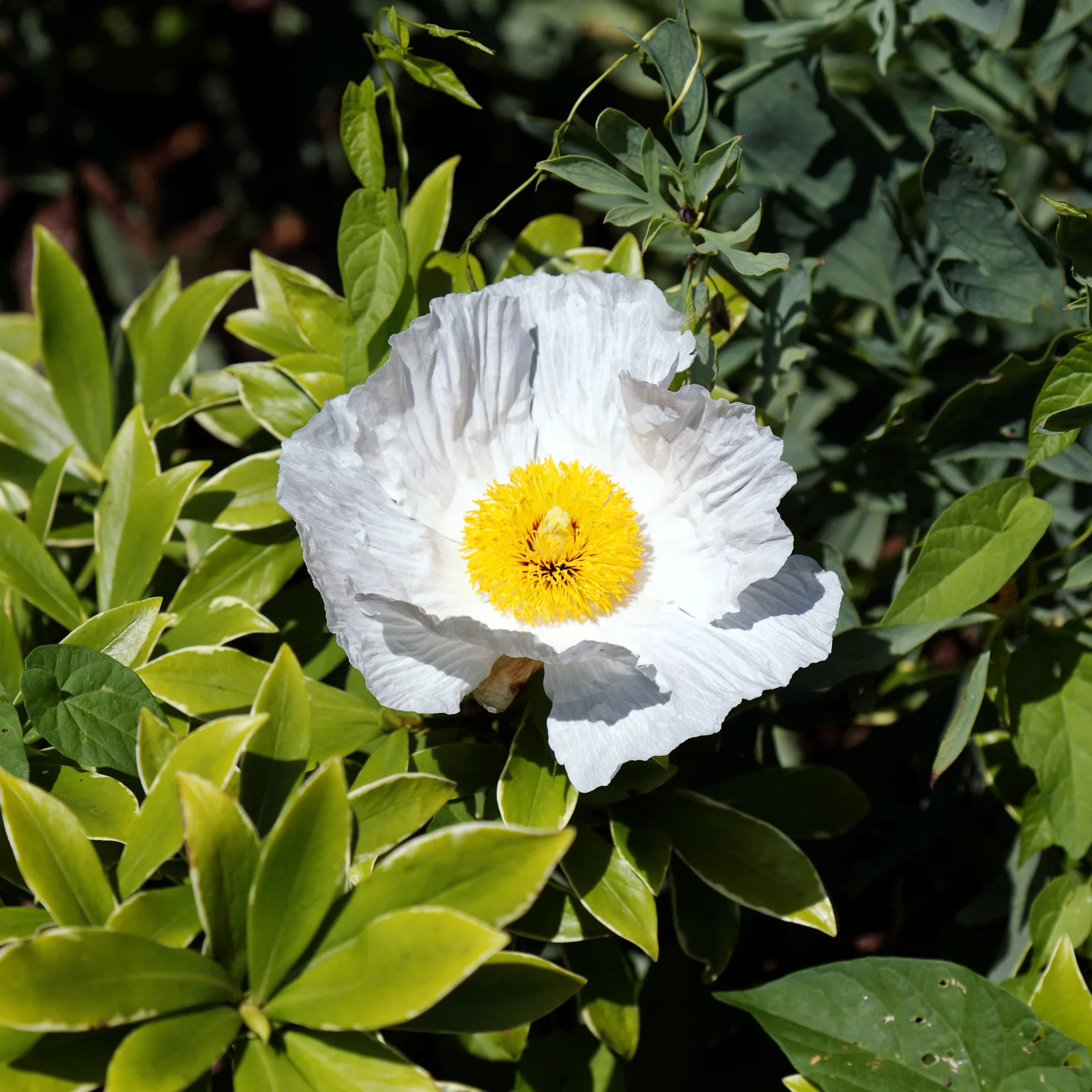 Coulter's Matilija Poppy showing field marks for Romneya coulteri.