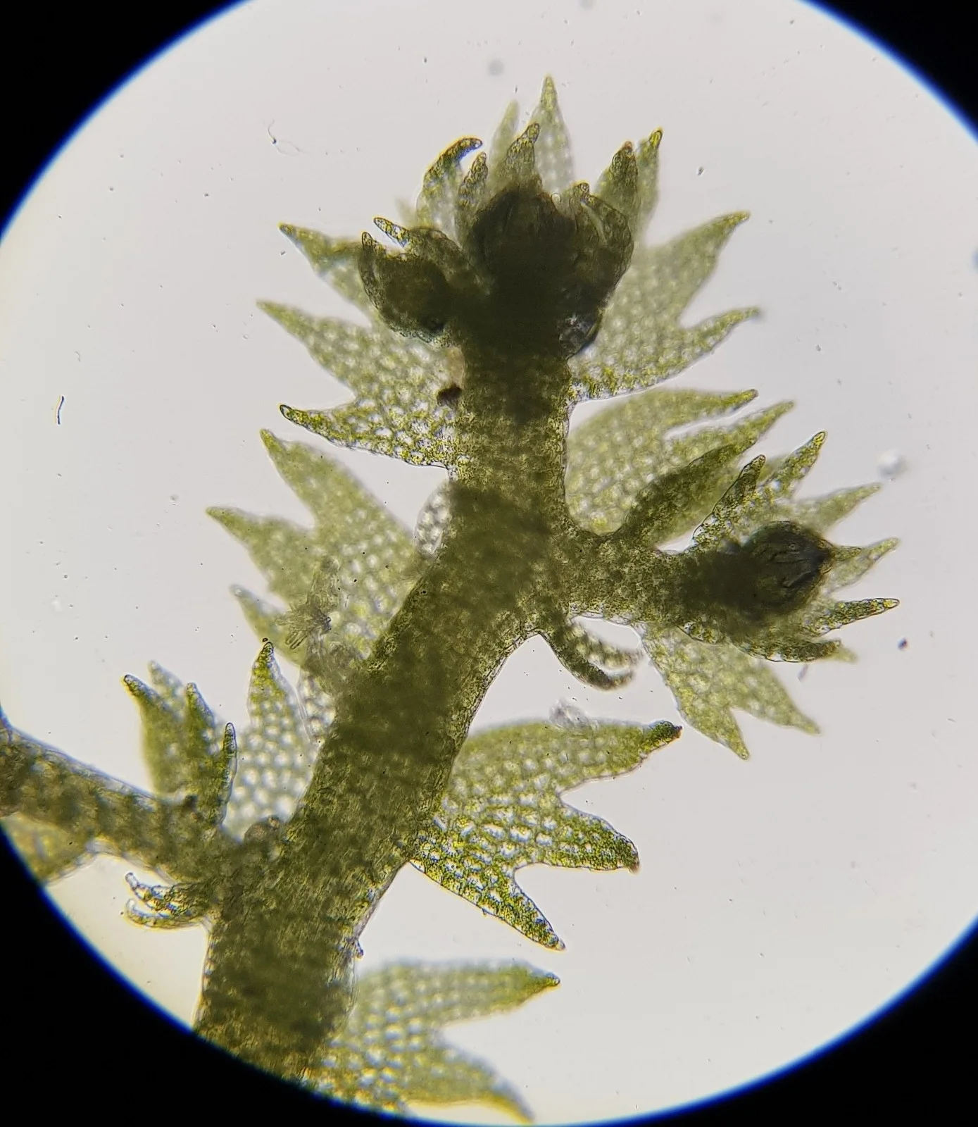 Creeping Fingerwort showing field marks for Lepidozia reptans.