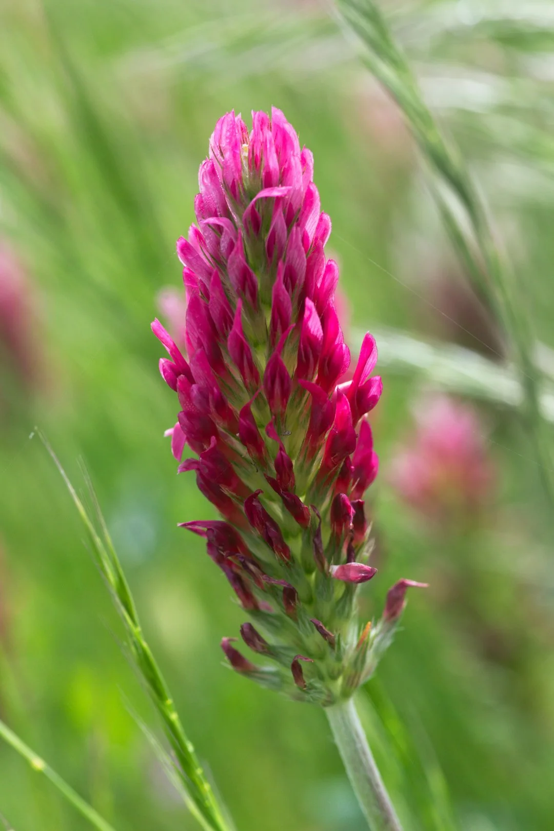 Crimson Clover showing visible field marks for Trifolium incarnatum.
