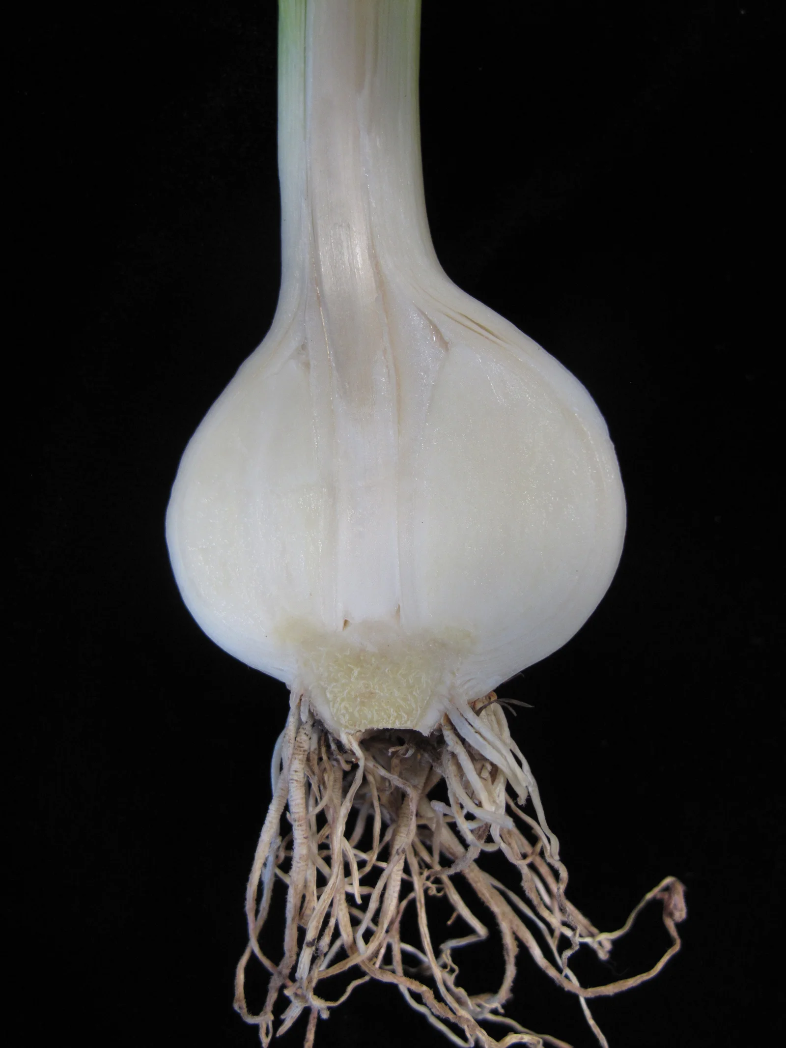 Cultivated Garlic showing flat blue-green leaves.