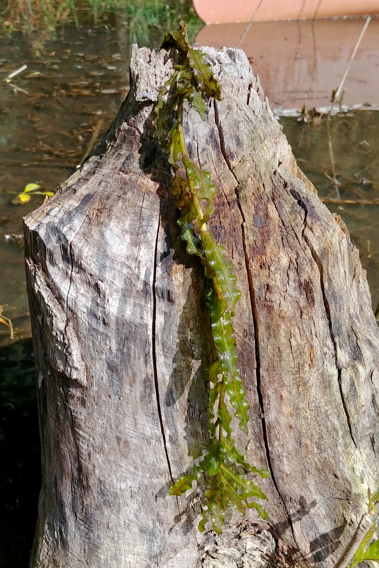Curly-Leaf Pondweed showing field marks for Potamogeton crispus.