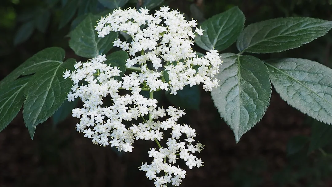 Cutleaf Elderberry showing visible field marks for Sambucus nigra f. laciniata.