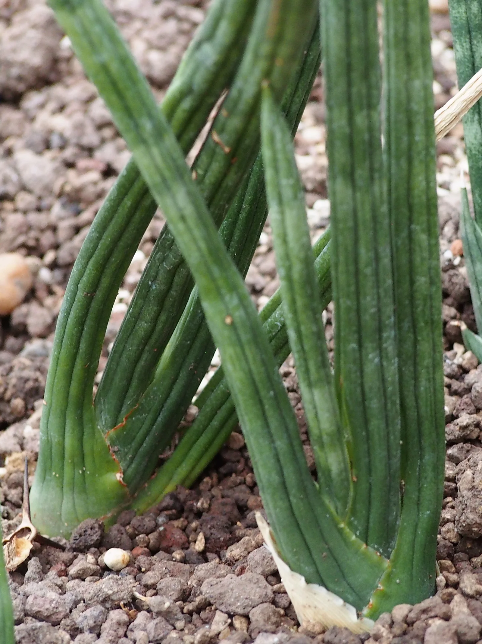 Cylindrical Snake Plant showing field marks for Dracaena angolensis.