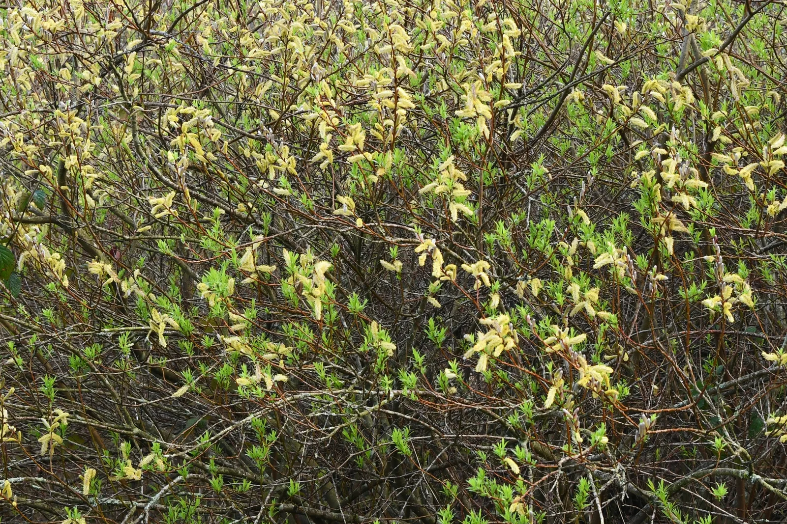 Dappled Willow showing pink new growth for field identification.